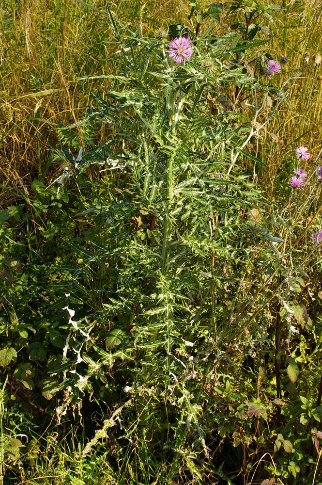 Carduus  gruppo pycnocephalus e Galactites tomentosus